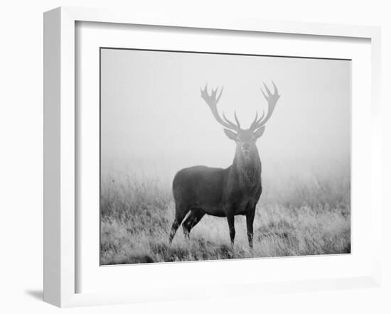 Red Deer (Cervus Elaphus) Stag at Dawn During Rut in September, UK, Europe-David Tipling-Framed Photographic Print