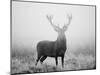 Red Deer (Cervus Elaphus) Stag at Dawn During Rut in September, UK, Europe-David Tipling-Mounted Photographic Print