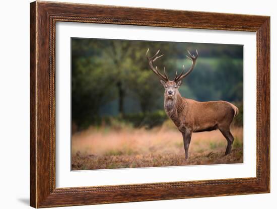 Red Deer (Cervus Elaphus) Stag During Rut in September, United Kingdom, Europe-Karen Deakin-Framed Photographic Print