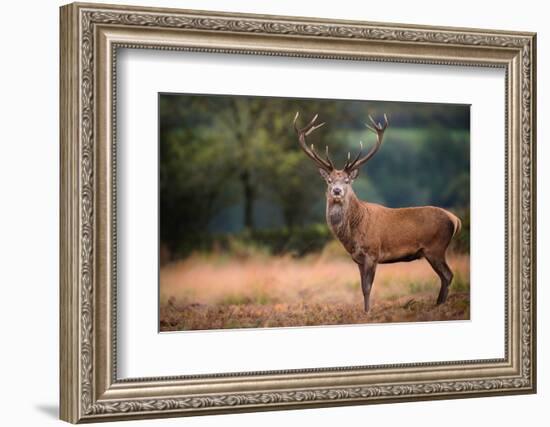 Red Deer (Cervus Elaphus) Stag During Rut in September, United Kingdom, Europe-Karen Deakin-Framed Photographic Print