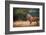 Red Deer (Cervus Elaphus) Stag During Rut in September, United Kingdom, Europe-Karen Deakin-Framed Photographic Print