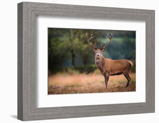 Red Deer (Cervus Elaphus) Stag During Rut in September, United Kingdom, Europe-Karen Deakin-Framed Photographic Print