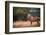 Red Deer (Cervus Elaphus) Stag During Rut in September, United Kingdom, Europe-Karen Deakin-Framed Photographic Print