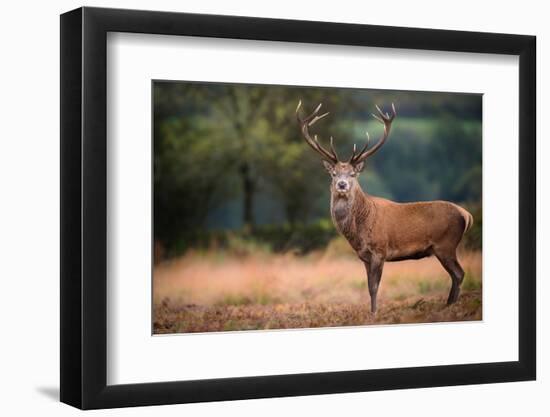 Red Deer (Cervus Elaphus) Stag During Rut in September, United Kingdom, Europe-Karen Deakin-Framed Photographic Print