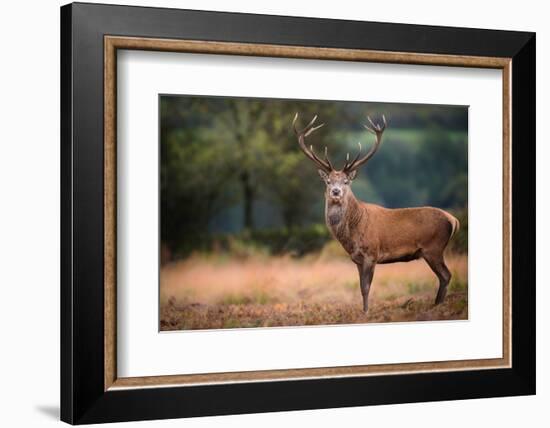 Red Deer (Cervus Elaphus) Stag During Rut in September, United Kingdom, Europe-Karen Deakin-Framed Photographic Print