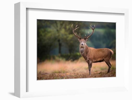 Red Deer (Cervus Elaphus) Stag During Rut in September, United Kingdom, Europe-Karen Deakin-Framed Photographic Print