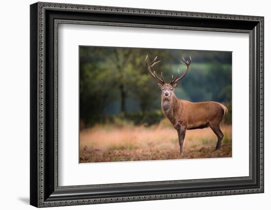 Red Deer (Cervus Elaphus) Stag During Rut in September, United Kingdom, Europe-Karen Deakin-Framed Photographic Print