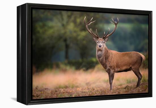 Red Deer (Cervus Elaphus) Stag During Rut in September, United Kingdom, Europe-Karen Deakin-Framed Premier Image Canvas