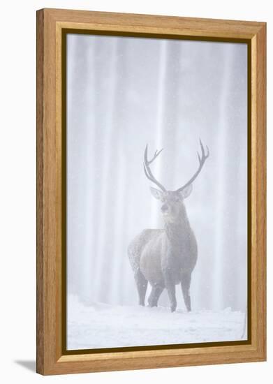 Red Deer (Cervus Elaphus) Stag in Pine Forest in Snow Blizzard, Cairngorms Np, Scotland, UK-Peter Cairns-Framed Premier Image Canvas