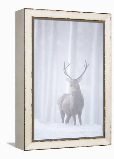 Red Deer (Cervus Elaphus) Stag in Pine Forest in Snow Blizzard, Cairngorms Np, Scotland, UK-Peter Cairns-Framed Premier Image Canvas