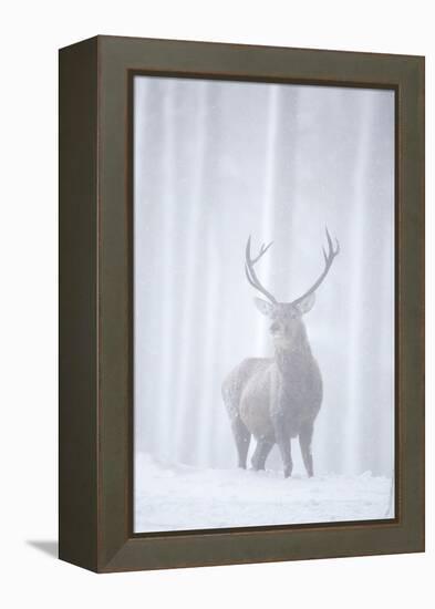 Red Deer (Cervus Elaphus) Stag in Pine Forest in Snow Blizzard, Cairngorms Np, Scotland, UK-Peter Cairns-Framed Premier Image Canvas