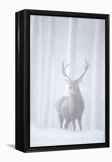 Red Deer (Cervus Elaphus) Stag in Pine Forest in Snow Blizzard, Cairngorms Np, Scotland, UK-Peter Cairns-Framed Premier Image Canvas