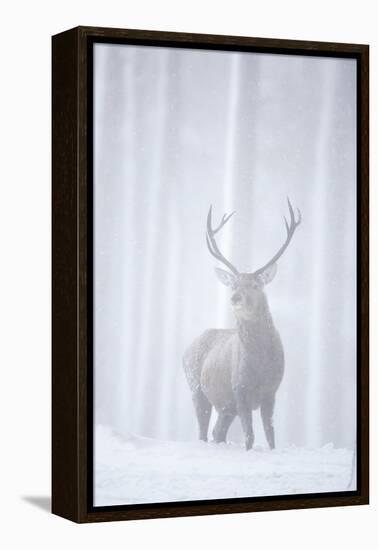 Red Deer (Cervus Elaphus) Stag in Pine Forest in Snow Blizzard, Cairngorms Np, Scotland, UK-Peter Cairns-Framed Premier Image Canvas