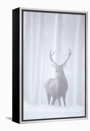 Red Deer (Cervus Elaphus) Stag in Pine Forest in Snow Blizzard, Cairngorms Np, Scotland, UK-Peter Cairns-Framed Premier Image Canvas