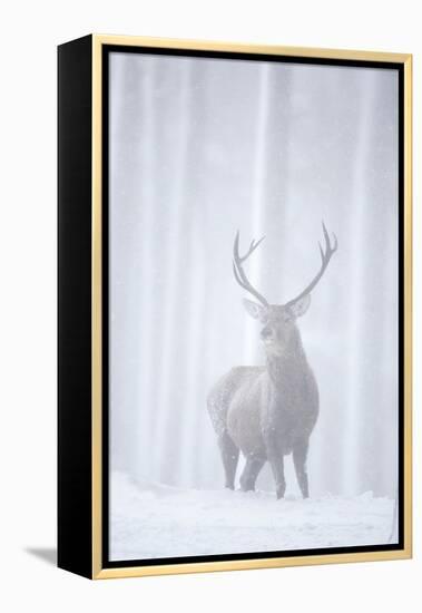 Red Deer (Cervus Elaphus) Stag in Pine Forest in Snow Blizzard, Cairngorms Np, Scotland, UK-Peter Cairns-Framed Premier Image Canvas