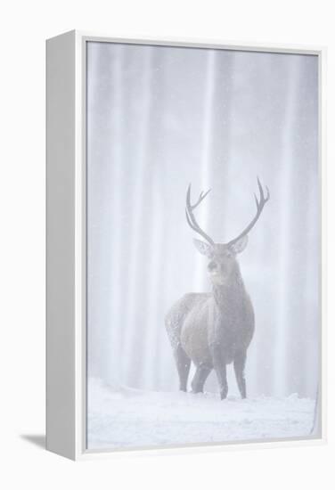 Red Deer (Cervus Elaphus) Stag in Pine Forest in Snow Blizzard, Cairngorms Np, Scotland, UK-Peter Cairns-Framed Premier Image Canvas