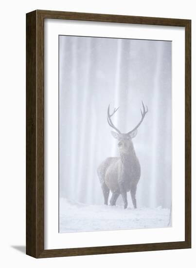 Red Deer (Cervus Elaphus) Stag in Pine Forest in Snow Blizzard, Cairngorms Np, Scotland, UK-Peter Cairns-Framed Photographic Print