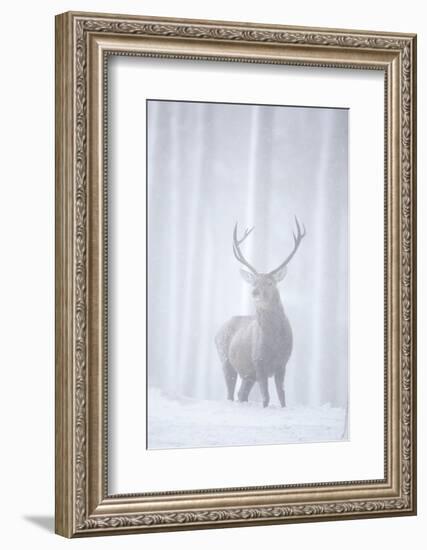 Red Deer (Cervus Elaphus) Stag in Pine Forest in Snow Blizzard, Cairngorms Np, Scotland, UK-Peter Cairns-Framed Photographic Print