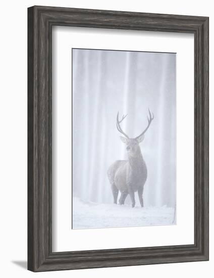 Red Deer (Cervus Elaphus) Stag in Pine Forest in Snow Blizzard, Cairngorms Np, Scotland, UK-Peter Cairns-Framed Photographic Print