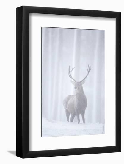 Red Deer (Cervus Elaphus) Stag in Pine Forest in Snow Blizzard, Cairngorms Np, Scotland, UK-Peter Cairns-Framed Photographic Print