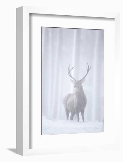 Red Deer (Cervus Elaphus) Stag in Pine Forest in Snow Blizzard, Cairngorms Np, Scotland, UK-Peter Cairns-Framed Photographic Print