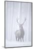 Red Deer (Cervus Elaphus) Stag in Pine Forest in Snow Blizzard, Cairngorms Np, Scotland, UK-Peter Cairns-Mounted Photographic Print