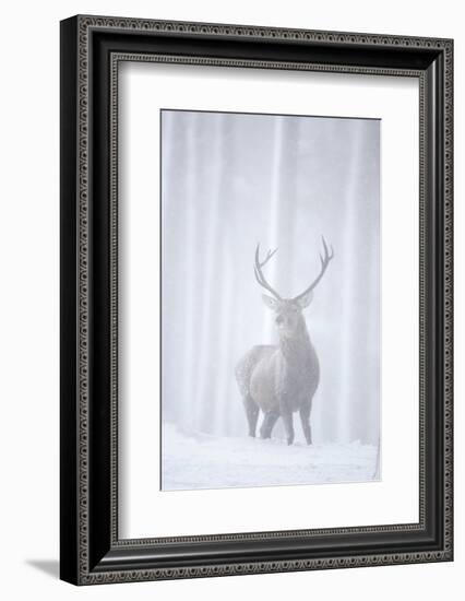 Red Deer (Cervus Elaphus) Stag in Pine Forest in Snow Blizzard, Cairngorms Np, Scotland, UK-Peter Cairns-Framed Photographic Print