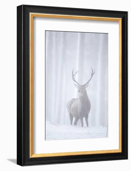 Red Deer (Cervus Elaphus) Stag in Pine Forest in Snow Blizzard, Cairngorms Np, Scotland, UK-Peter Cairns-Framed Photographic Print