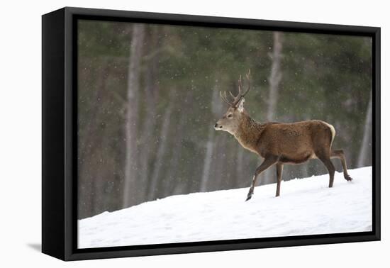 Red Deer (Cervus Elaphus) Stag in Pine Woodland in Winter, Cairngorms National Park, Scotland, UK-Mark Hamblin-Framed Premier Image Canvas