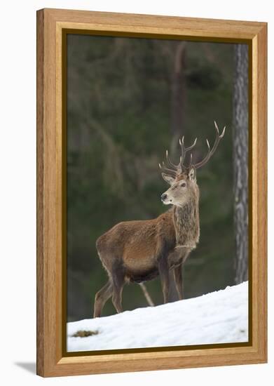 Red Deer (Cervus Elaphus) Stag in Pine Woodland in Winter, Cairngorms National Park, Scotland, UK-Mark Hamblin-Framed Premier Image Canvas
