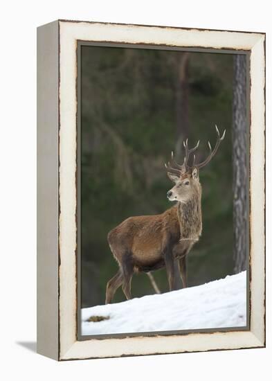 Red Deer (Cervus Elaphus) Stag in Pine Woodland in Winter, Cairngorms National Park, Scotland, UK-Mark Hamblin-Framed Premier Image Canvas