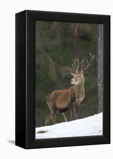 Red Deer (Cervus Elaphus) Stag in Pine Woodland in Winter, Cairngorms National Park, Scotland, UK-Mark Hamblin-Framed Premier Image Canvas