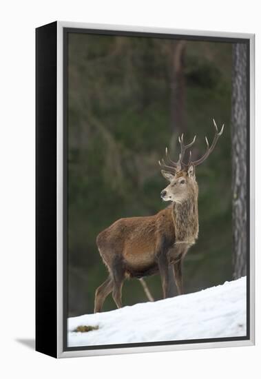 Red Deer (Cervus Elaphus) Stag in Pine Woodland in Winter, Cairngorms National Park, Scotland, UK-Mark Hamblin-Framed Premier Image Canvas