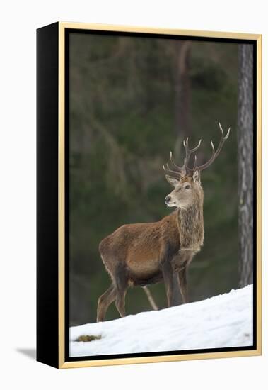 Red Deer (Cervus Elaphus) Stag in Pine Woodland in Winter, Cairngorms National Park, Scotland, UK-Mark Hamblin-Framed Premier Image Canvas