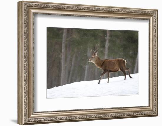 Red Deer (Cervus Elaphus) Stag in Pine Woodland in Winter, Cairngorms National Park, Scotland, UK-Mark Hamblin-Framed Photographic Print