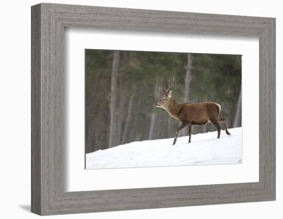 Red Deer (Cervus Elaphus) Stag in Pine Woodland in Winter, Cairngorms National Park, Scotland, UK-Mark Hamblin-Framed Photographic Print