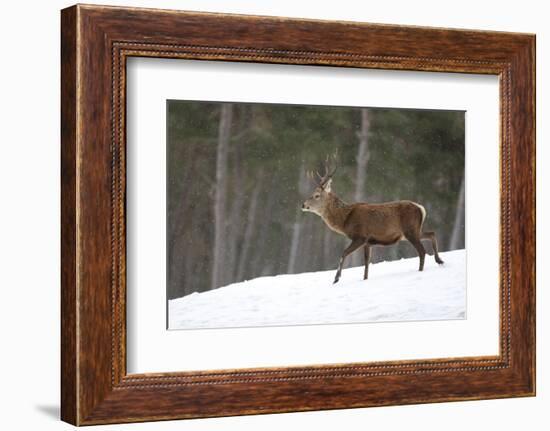 Red Deer (Cervus Elaphus) Stag in Pine Woodland in Winter, Cairngorms National Park, Scotland, UK-Mark Hamblin-Framed Photographic Print