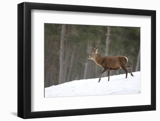 Red Deer (Cervus Elaphus) Stag in Pine Woodland in Winter, Cairngorms National Park, Scotland, UK-Mark Hamblin-Framed Photographic Print