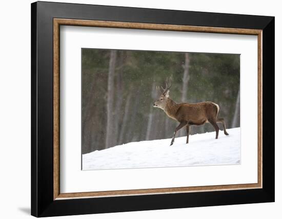 Red Deer (Cervus Elaphus) Stag in Pine Woodland in Winter, Cairngorms National Park, Scotland, UK-Mark Hamblin-Framed Photographic Print