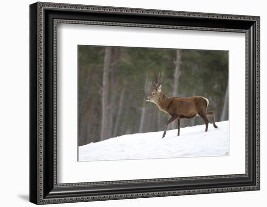 Red Deer (Cervus Elaphus) Stag in Pine Woodland in Winter, Cairngorms National Park, Scotland, UK-Mark Hamblin-Framed Photographic Print