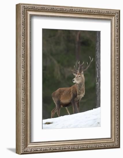 Red Deer (Cervus Elaphus) Stag in Pine Woodland in Winter, Cairngorms National Park, Scotland, UK-Mark Hamblin-Framed Photographic Print