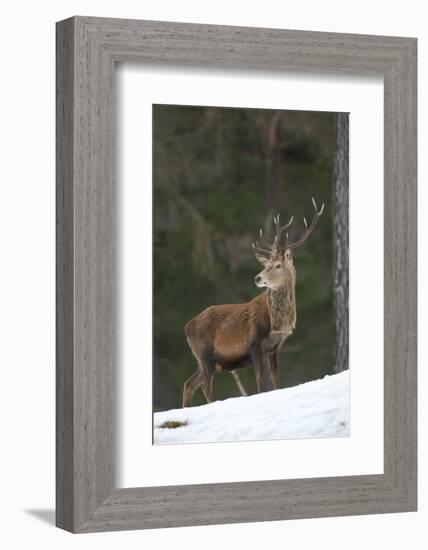 Red Deer (Cervus Elaphus) Stag in Pine Woodland in Winter, Cairngorms National Park, Scotland, UK-Mark Hamblin-Framed Photographic Print