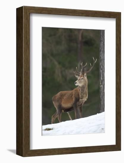 Red Deer (Cervus Elaphus) Stag in Pine Woodland in Winter, Cairngorms National Park, Scotland, UK-Mark Hamblin-Framed Photographic Print