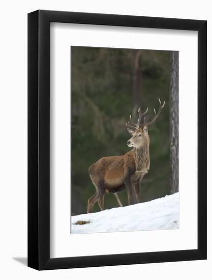 Red Deer (Cervus Elaphus) Stag in Pine Woodland in Winter, Cairngorms National Park, Scotland, UK-Mark Hamblin-Framed Photographic Print