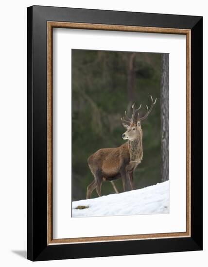 Red Deer (Cervus Elaphus) Stag in Pine Woodland in Winter, Cairngorms National Park, Scotland, UK-Mark Hamblin-Framed Photographic Print