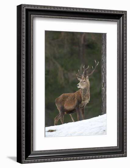 Red Deer (Cervus Elaphus) Stag in Pine Woodland in Winter, Cairngorms National Park, Scotland, UK-Mark Hamblin-Framed Photographic Print