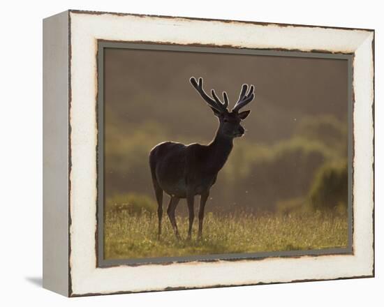 Red Deer (Cervus Elaphus), Stag in Velvet, Grasspoint, Mull, Inner Hebrides, Scotland-Steve & Ann Toon-Framed Premier Image Canvas