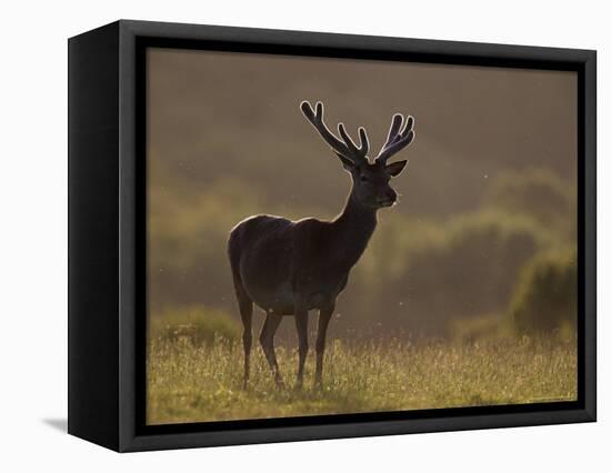 Red Deer (Cervus Elaphus), Stag in Velvet, Grasspoint, Mull, Inner Hebrides, Scotland-Steve & Ann Toon-Framed Premier Image Canvas