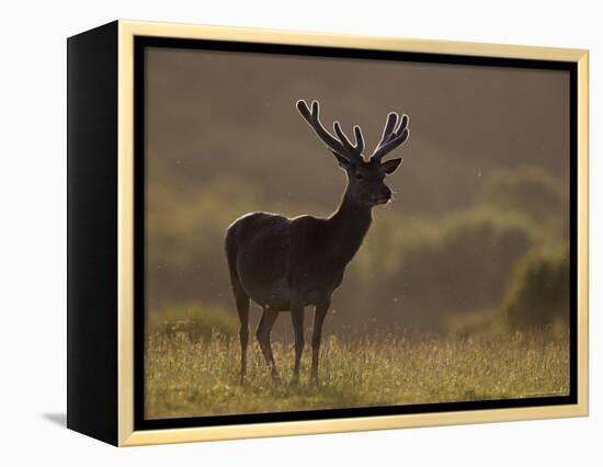 Red Deer (Cervus Elaphus), Stag in Velvet, Grasspoint, Mull, Inner Hebrides, Scotland-Steve & Ann Toon-Framed Premier Image Canvas