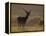 Red Deer (Cervus Elaphus), Stag in Velvet, Grasspoint, Mull, Inner Hebrides, Scotland-Steve & Ann Toon-Framed Premier Image Canvas